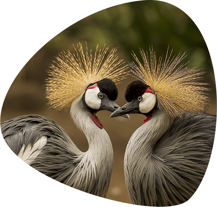 home_animals2_education2 home_animals2_education2