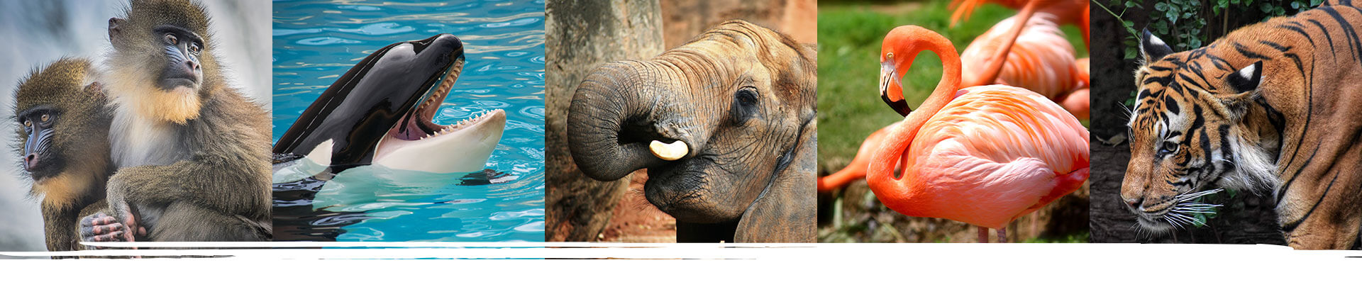 home_animals2_education3 home_animals2_education3