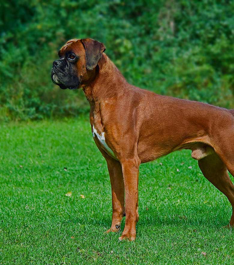 boxer-supernatura